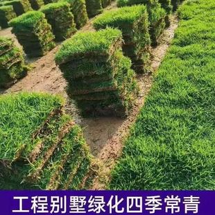 百慕大矮生台湾青草皮绿地四季常青带泥土户外草坪真草皮坪带泥土