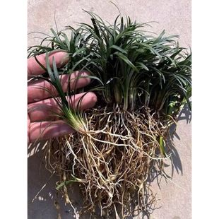 免修剪日本矮麦冬草苗庭院别墅绿化玉龙草矮生带土草坪草皮四季青