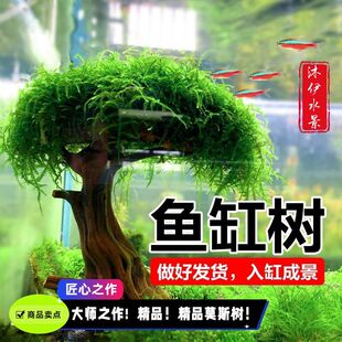 鱼缸水生树莫斯树真树沉木水草懒人无需底沙大蘑菇头造景莫斯
