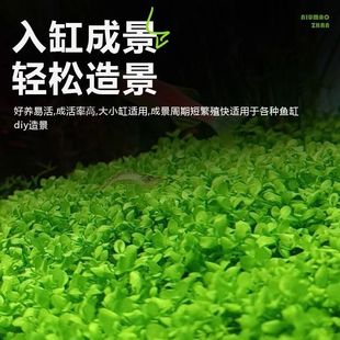 无菌杯水草爬地矮珍珠前景草坪趴地矮鱼缸造景活体阴性新手水草