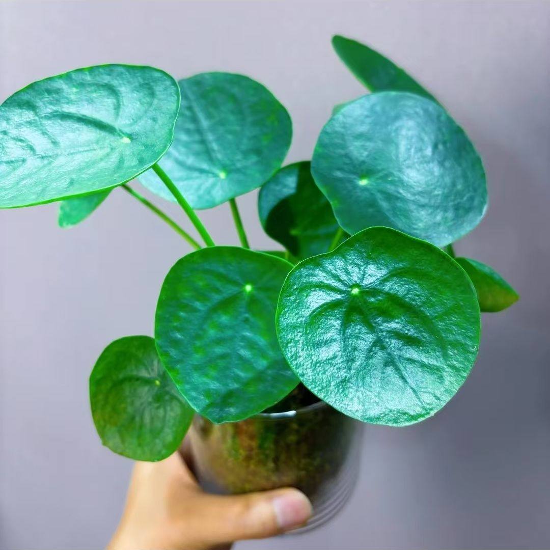 水培双杆苔藓镜面草盆景镜面草植物上水石微景观好养绿植翠屏金钱,鲜花速递/花卉仿真/绿植园艺,海藻球,淘宝优惠券,粉丝福利购,淘宝优惠卷