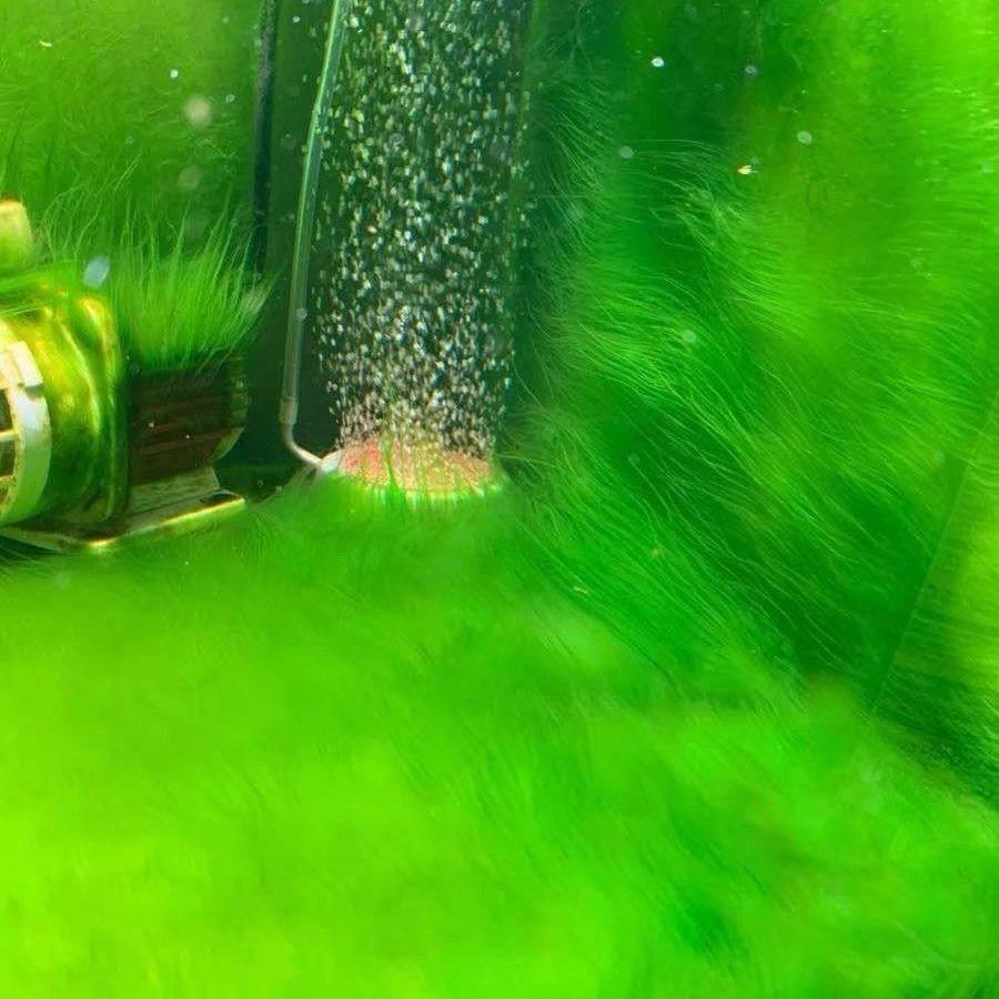 兰寿鱼缸短绒藻绿藻长绒藻种爆藻绿苔绿地毯小球藻绿苔造景水草,宠物/宠物食品及用品,造景/装饰,淘宝优惠券,粉丝福利购,淘宝优惠卷