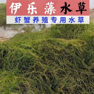 伊乐藻吃不败苗鱼虾蟹养殖专用植物净化水质鱼缸水生植物水草