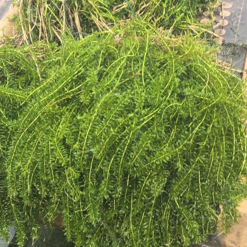 轮叶黑藻芽孢水草龙虾螃蟹养殖专用增氧水质节节草灯笼泡包邮