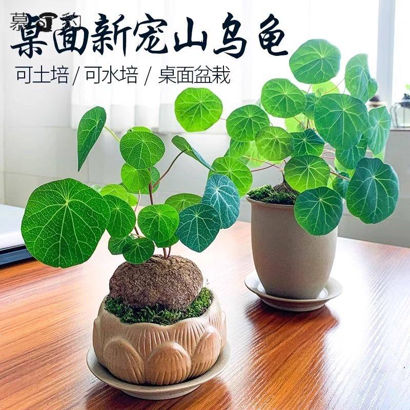 特价清仓云南山乌龟室内水培爬藤原生态桌面绿植巨型大型山乌龟,鲜花速递/花卉仿真/绿植园艺,海藻球,淘宝优惠券,粉丝福利购,淘宝优惠卷