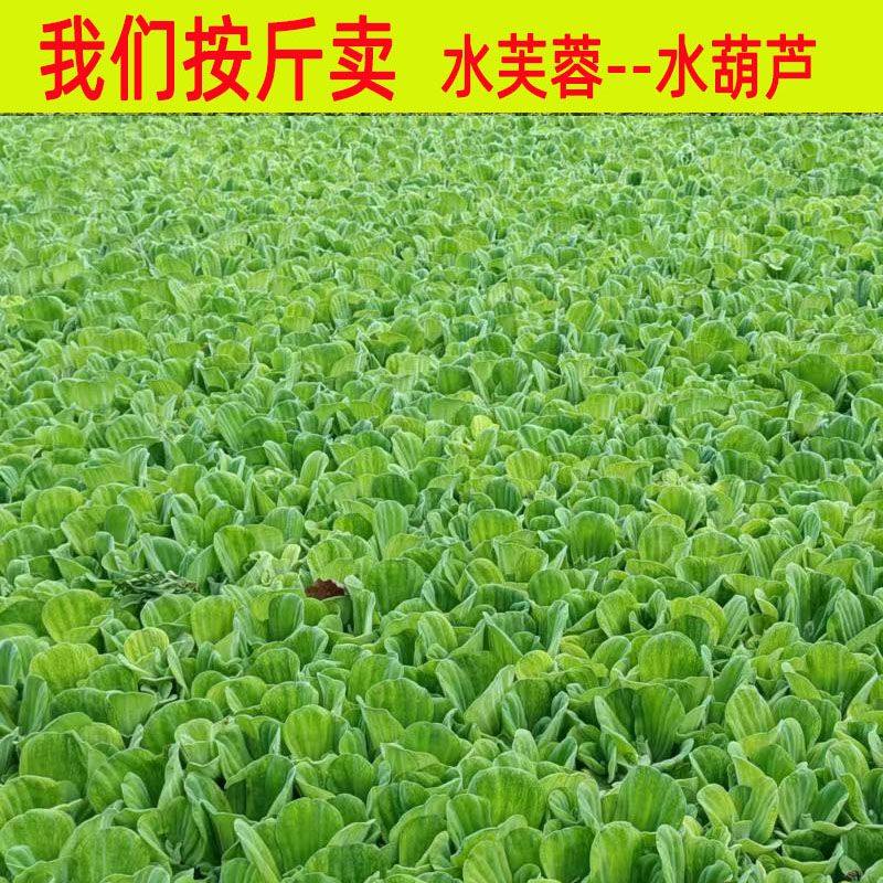 水芙蓉浮萍水生水培鱼缸庭院造景净化水质躲避食物,鲜花速递/花卉仿真/绿植园艺,海藻球,淘宝优惠券,粉丝福利购,淘宝优惠卷