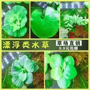 水草鱼缸造景浮萍有根活净化水质微景观水培水生绿植鱼池四季