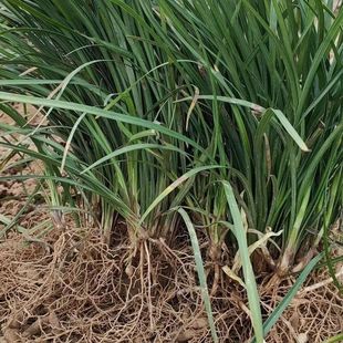 细叶麦冬玉龙草庭院绿化植物四季矮麦冬草苗沿阶草耐寒长叶麦冬草