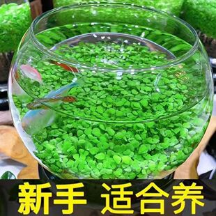 水草种子增氧造景免洗四季大小对叶鱼缸小型家用生态瓶科学五年级