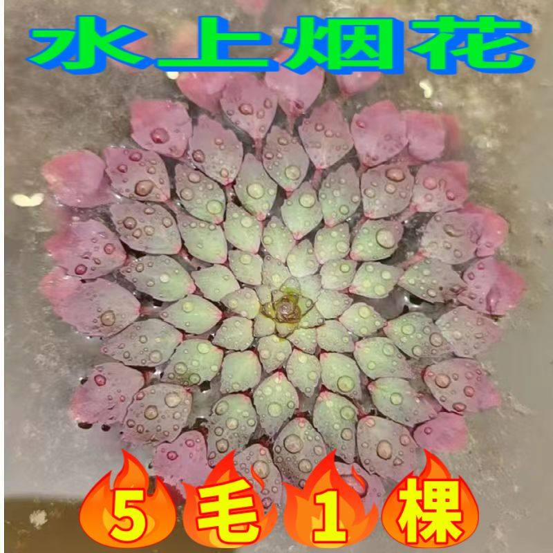 水上烟火浮萍碗莲水生花卉阳台花鱼缸迷你水培植物庭院池塘微造景,宠物/宠物食品及用品,造景/装饰,淘宝优惠券,粉丝福利购,淘宝优惠卷