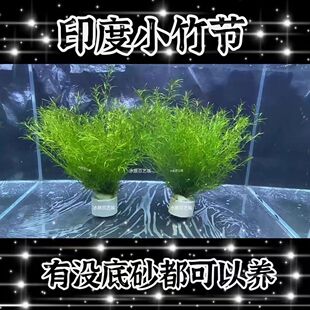 竹节草印度小竹节真草净化水质增氧孔雀鱼避难所小鱼躲避屋蜈蚣草