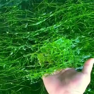 网红竹节草印度小竹节真草净化水质增氧孔雀鱼避难所躲避屋蜈蚣草