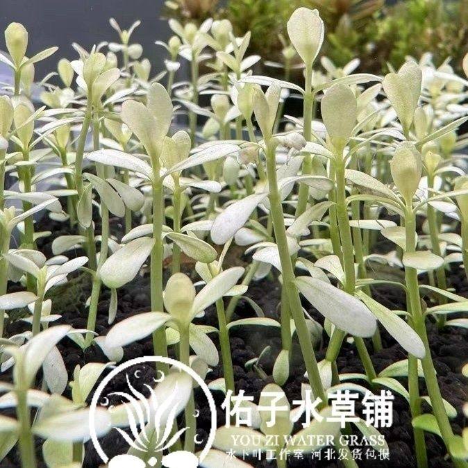 白虎耳水草白色水草水下叶自养繁殖中景稀有品种草缸造景水草,鲜花速递/花卉仿真/绿植园艺,海藻球,淘宝优惠券,粉丝福利购,淘宝优惠卷