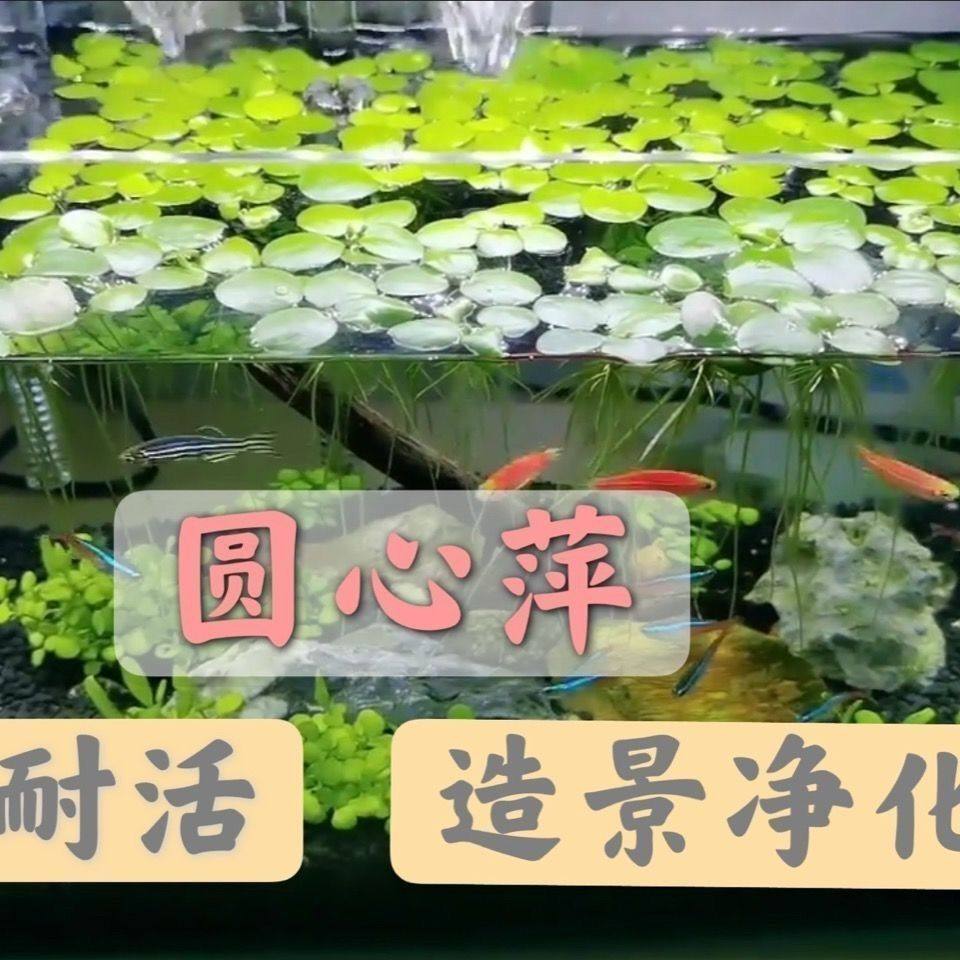 浮萍水草圆心萍净化水质水培绿植庭院办公室鱼虾室外造景阳台室内,鲜花速递/花卉仿真/绿植园艺,海藻球,淘宝优惠券,粉丝福利购,淘宝优惠卷