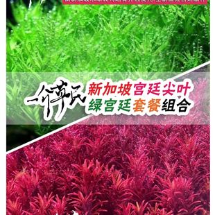 新加坡红宫廷绿宫廷套餐组合水下叶打头草中后景红草好发色新手缸