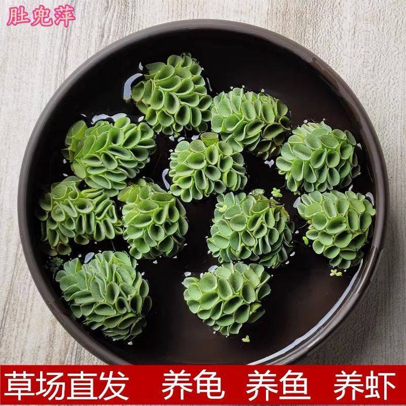 肚兜浮萍水草花卉植物水培鱼池鱼缸养乌龟缸净化水质增氧水草真草,鲜花速递/花卉仿真/绿植园艺,海藻球,淘宝优惠券,粉丝福利购,淘宝优惠卷