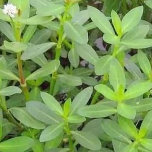 水花生浮萍水草养鱼龟缸造景鱼缸真水草除No3净化水质水族箱造景