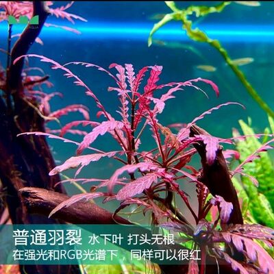 雨裂水蓑衣羽裂鱼缸草缸