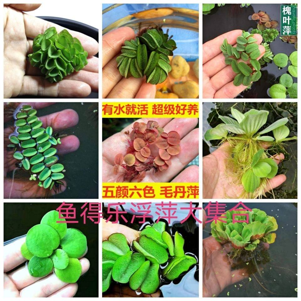 浮萍水草水芙蓉一叶莲水培净化水质活体浮性除NO3龟虾鱼缸造景,宠物/宠物食品及用品,造景/装饰,淘宝优惠券,粉丝福利购,淘宝优惠卷