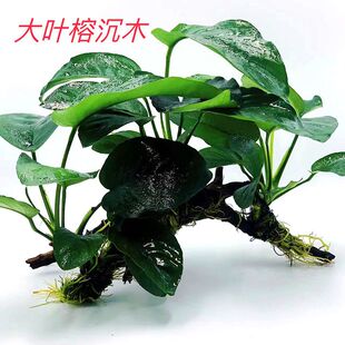 水榕水草沉木懒人入缸成景大叶榕小水榕鱼缸造景自动沉底无需种植