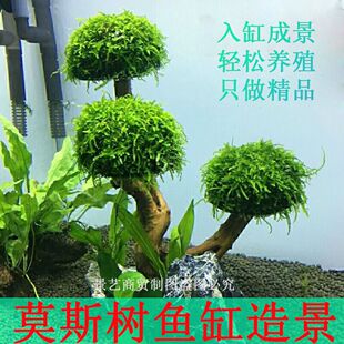 鱼缸造景莫斯树沉木水草景观树新手养殖杜鹃根树阴性草好养