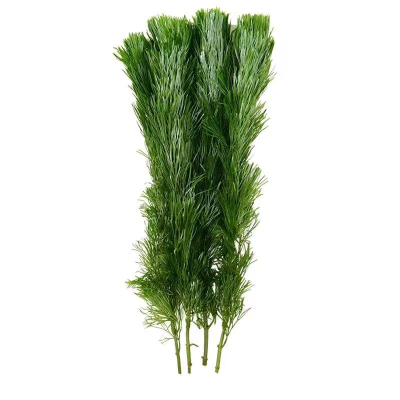 鱼缸绿菊水草植物真草造景全套阴性净化水质装饰蜈蚣草水培新手,鲜花速递/花卉仿真/绿植园艺,海藻球,淘宝优惠券,粉丝福利购,淘宝优惠卷