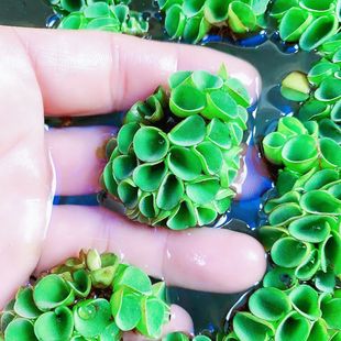 肚兜浮萍浮性水草水培植物真草净化水草懒人增氧螺旋水培爱心鲜活
