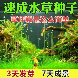水草种子大小对叶牛毛草碗莲种子水下快速发芽盆栽绿植花卉种子