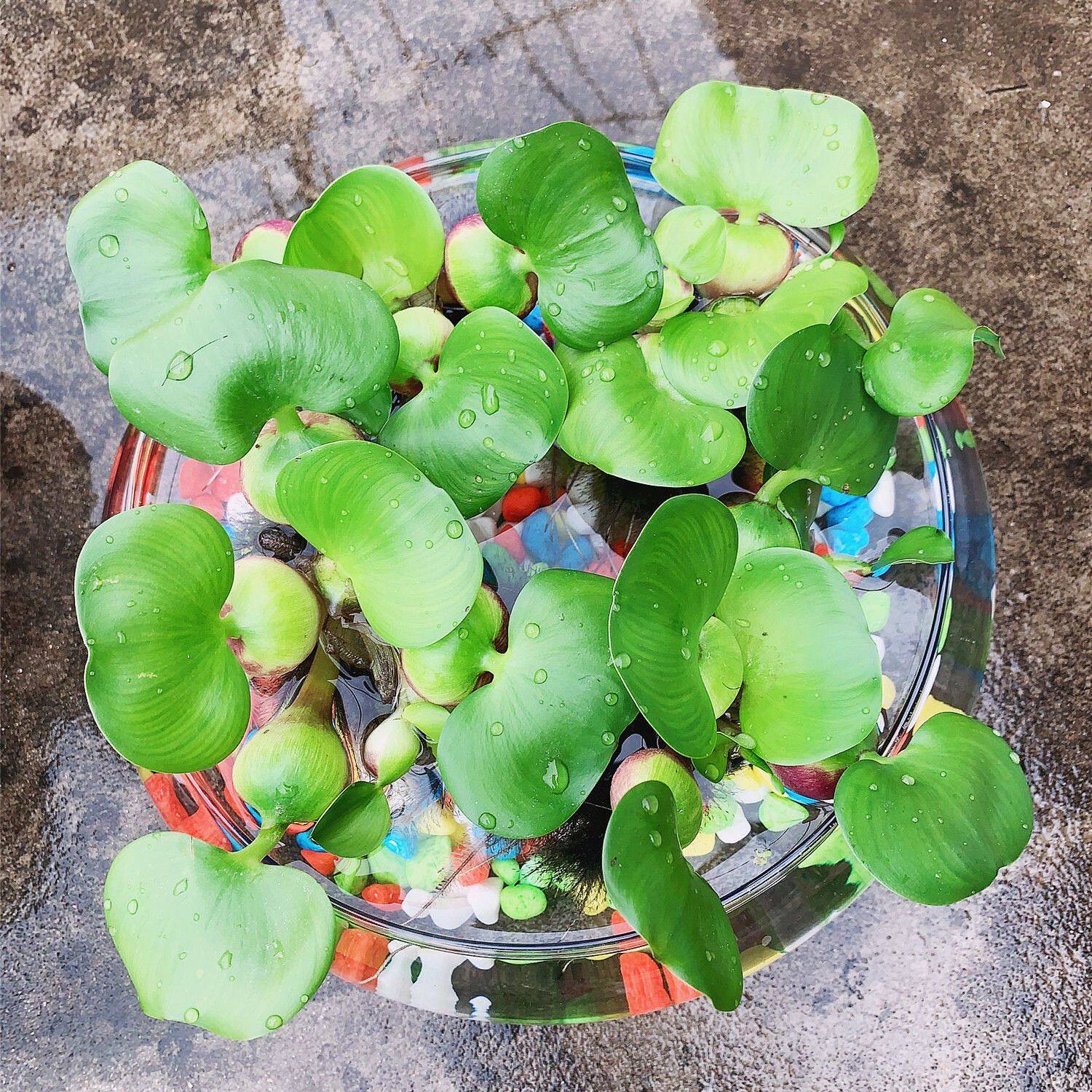水葫芦苗植物水生水培水养凤眼莲池塘鱼缸养殖水草水芙蓉净化水质