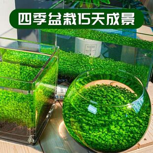 水草种子增氧造景免洗四季大小对叶鱼缸小型家用生态瓶科学五年级
