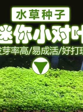 鱼缸装饰水草种子前景迷