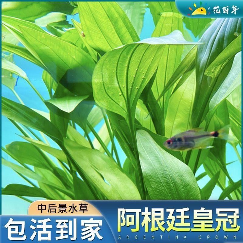 阿根廷皇冠水草鱼缸造景后景精品挺水植物好养水上叶无需CO2阴性,宠物/宠物食品及用品,造景/装饰,淘宝优惠券,粉丝福利购,淘宝优惠卷