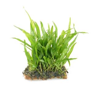 吴氏水草细叶铁皇冠鱼缸造景植物懒人水草鹿角铁皇冠阔叶铁皇冠