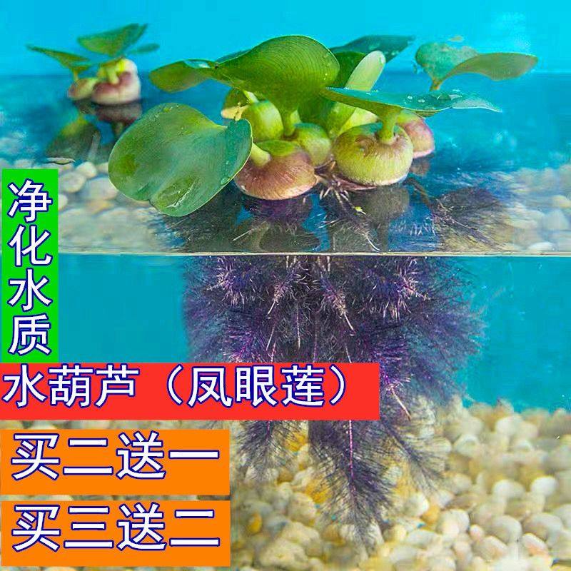 水葫芦迷你矮化鱼缸水草浮萍凤眼莲四季开花水培水生植物青鳉产卵,宠物/宠物食品及用品,造景/装饰,淘宝优惠券,粉丝福利购,淘宝优惠卷
