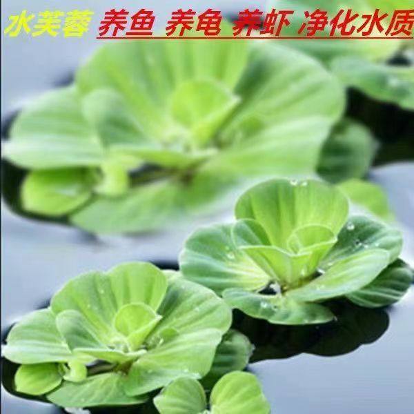 水芙蓉浮萍水生植物养鱼养龟鱼缸造景净化水质鱼塘水草种子水芙蓉,宠物/宠物食品及用品,造景/装饰,淘宝优惠券,粉丝福利购,淘宝优惠卷
