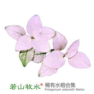 若山牧水pinto平托迷你白榕水榕稀有新手懒人阴性造景水草淡水