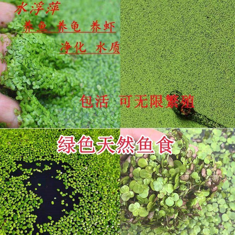 小叶芝麻紫背浮萍养鱼养龟水草鱼缸造景净化水质鱼塘景观增氧植物,鲜花速递/花卉仿真/绿植园艺,海藻球,淘宝优惠券,粉丝福利购,淘宝优惠卷