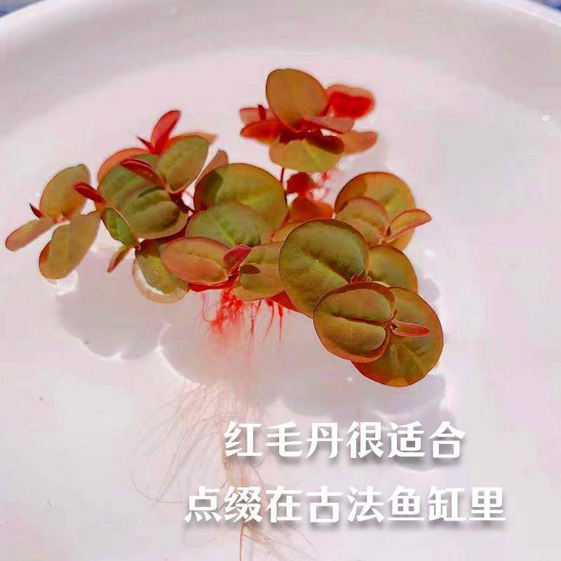 红毛丹浮萍水草小型喜阳鱼缸造景吸收氨氮鱼虾繁殖养龟净化水质,鲜花速递/花卉仿真/绿植园艺,海藻球,淘宝优惠券,粉丝福利购,淘宝优惠卷