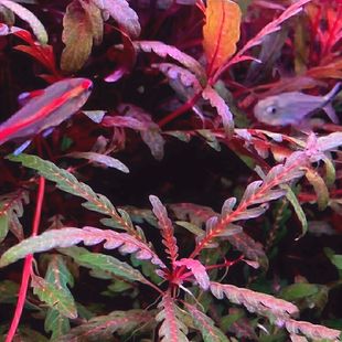 羽裂雨裂蓑衣净化中景红椒水下造景草雨裂沉木树沉木新手艳色水草