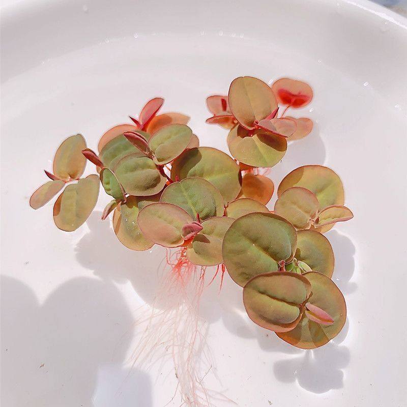 养龟水草浮萍水芙蓉狐尾草水生植物鱼虾缸碗莲铜钱草圆心萍竹节草,鲜花速递/花卉仿真/绿植园艺,海藻球,淘宝优惠券,粉丝福利购,淘宝优惠卷