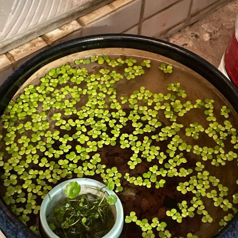 养鱼紫背浮萍芝麻养龟小叶造景鱼缸鱼塘净化景观水质水培水草,鲜花速递/花卉仿真/绿植园艺,海藻球,淘宝优惠券,粉丝福利购,淘宝优惠卷