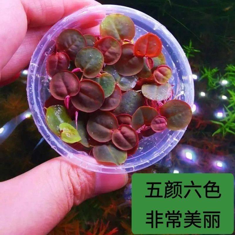 鸿运当头浮萍水草养鱼养龟水芙蓉槐叶红毛丹兔耳净化水质造景好看,鲜花速递/花卉仿真/绿植园艺,海藻球,淘宝优惠券,粉丝福利购,淘宝优惠卷