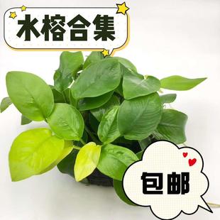 水榕水草鱼缸沉木造景活体阴性水草迷你小水溶辣椒榕新手不用泥沙