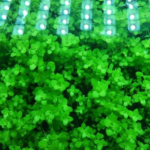 西瓜对叶绿色水草造景鱼缸增氧绿植水下叶打头草无根荷兰景好养