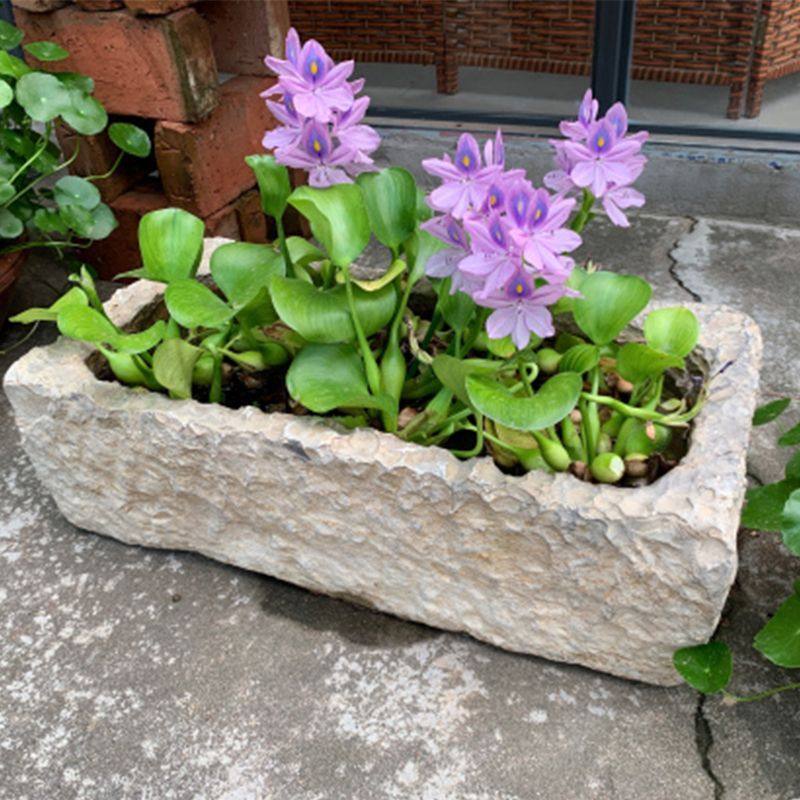 改善水质水葫芦植物水生花卉盆栽水培绿植池塘绿化鱼缸净化水源,宠物/宠物食品及用品,造景/装饰,淘宝优惠券,粉丝福利购,淘宝优惠卷