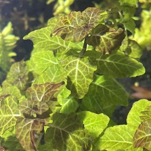 五彩薄荷水草稀有级中前景草缸造景植物活体真水草水下叶打头草