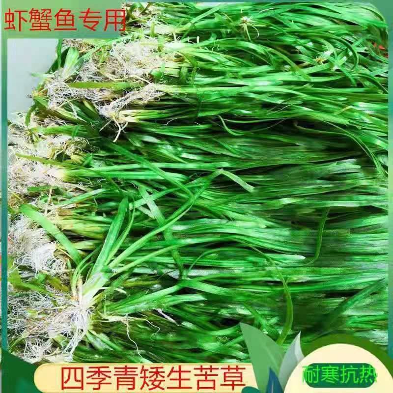 四季青水草矮生苦草水生耐寒植物净化水质龙虾蟹鱼净化水质扁担草,宠物/宠物食品及用品,造景/装饰,淘宝优惠券,粉丝福利购,淘宝优惠卷