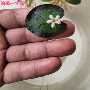 迷你一叶莲水草浮萍水培水生植物花卉养龟虾鱼缸微景观四季绿植