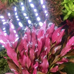 叶底红丁香草缸造景水草荷兰景打头草水下叶入门级增氧懒人专用