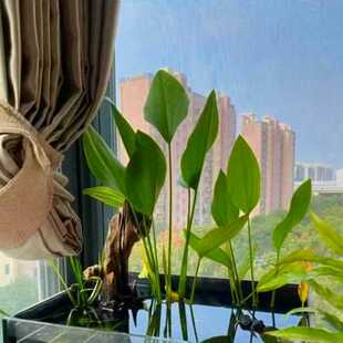 阿根廷皇冠水草后景草会开花增氧水培组合净化水质送慈姑挺水水草